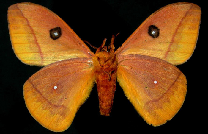 Figura. 11 Adulto macho <i>Automeris tridens</i> de la familia, (Saturniidae). Posición ventral. Voucher, 93-SRNP-8807- DHJ31111.