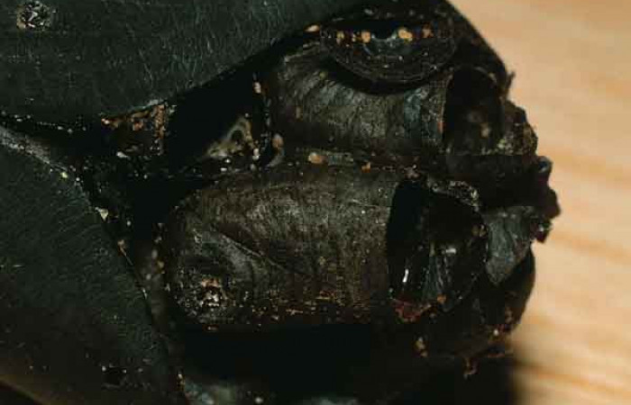 Figura 13 Puparios eclosionados de <i>Belvosia</i> Woodley08, familia Tachinidae, dentro de restos de pupa <i>Automeris postabilda</i>. Voucher 99-SRNP-4978-DHJ54297.