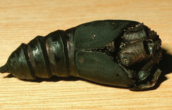 Figura. 12 Pupa de <i>Automeris postabilda</i>, parasitada por <i>Belvosia</i> Woodley08, familia de moscas Tachinidae. Voucher, 99-SRNP-4978-DHJ54303.