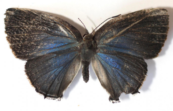 Figura 10. Adulto de  <i>Janthecla cydonia</i> (Lycaenidae) mide 27 milímetros, posición dorsal parte enfocada el torax y alas. Voucher: 13-SRNP-42711-DHJ584226.