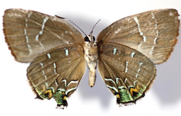 Figura 11. Adulto de  <i>Janthecla cydonia</i> (Lycaenidae) mide 27 milímetros, posición ventral parte enfocada el abdomen y alas. Voucher: 13-SRNP-42711-DHJ584227.