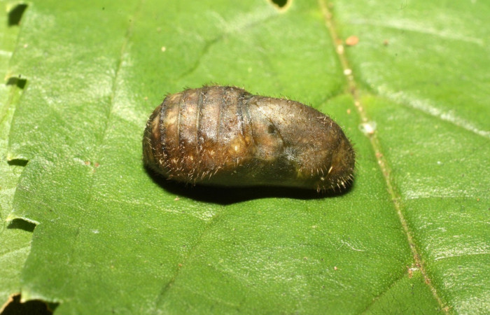 Figura 15.Pupa de <i>Cyanophrys fusius</i> (Lycaenidae), posición lateral, mide 10 mm aproximadamente. Voucher: 16-SRNP-36699-DHJ709979.jpg.