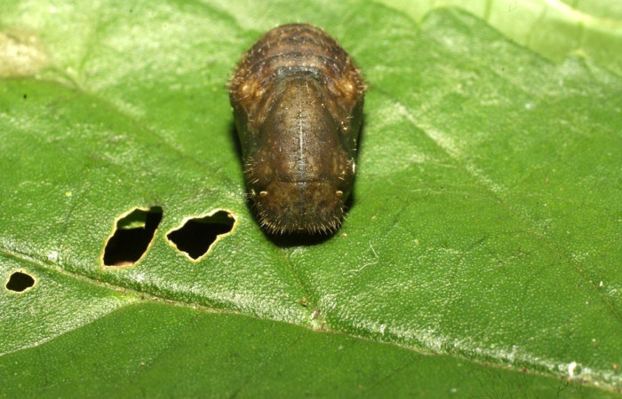 Figura 16. Pupa de <i>Cyanophrys fusius</i> (Lycaenidae), posición frontal, mide 10 mm aproximadamente. Voucher: 16-SRNP-36699-DHJ709980.jpg.