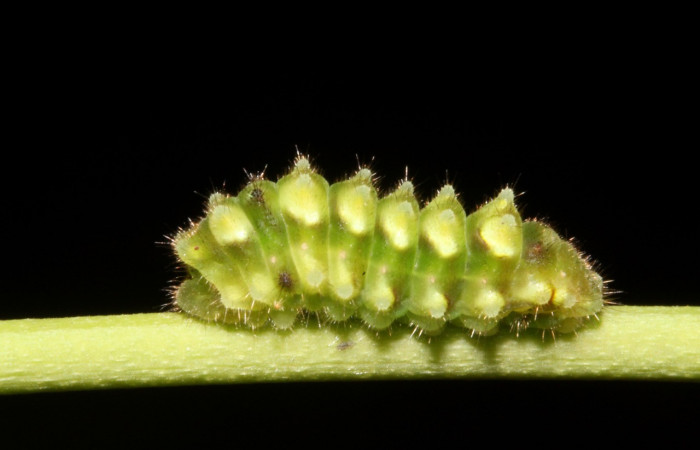 Figura 2. Larva <i>Janthecla cydonia</i> (Lycaenidae), cuarto estadio posición lateral, mide 12 mm aproximadamente. Planta hospedera <i>Chiococca pachyphylla</i> (Rubiaceae). Voucher: 13-SRNP-42711-DHJ707967.JPG.