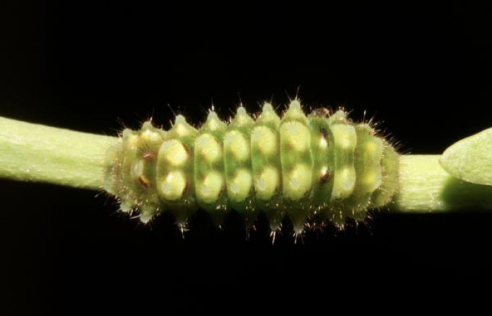 Figura 4. Larva <i>Janthecla cydonia</i> (Lycaenidae), cuarto estadio posición dorsal, mide 12 mm aproximadamente. Planta hospedera <i>Chiococca pachyphylla</i> (Rubiaceae). Voucher: 13-SRNP-42711-DHJ707969.JPG.