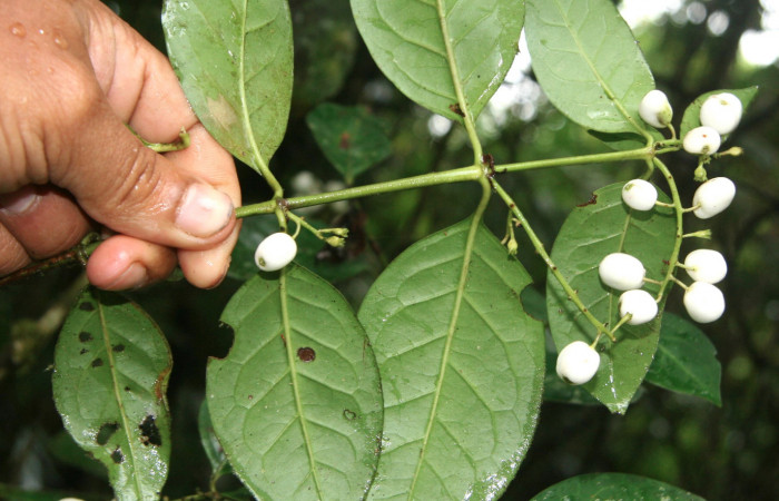 Figura 7. Plantas hospederas <i>Chiococca pachyphylla</i> (Rubiaceae), parte enfocada rama, planta donde se alimenta la larva de <i>Janthecla cydonia</i> (Lycaenidae). Voucher: BioBot05301-BB021646.JPG.