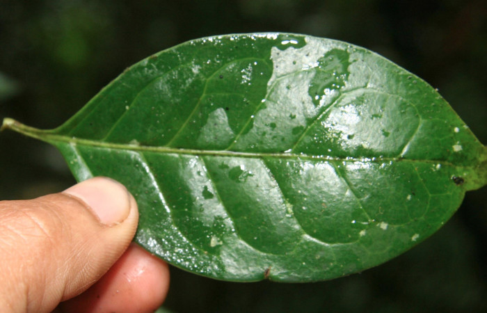 Figura 9. Plantas hospederas <i>Chiococca pachyphylla</i> (Rubiaceae), parte enfocada has, planta donde se alimenta la larva de <i>Janthecla cydonia</i> (Lycaenidae). Voucher: BioBot05301-BB021648.JPG.