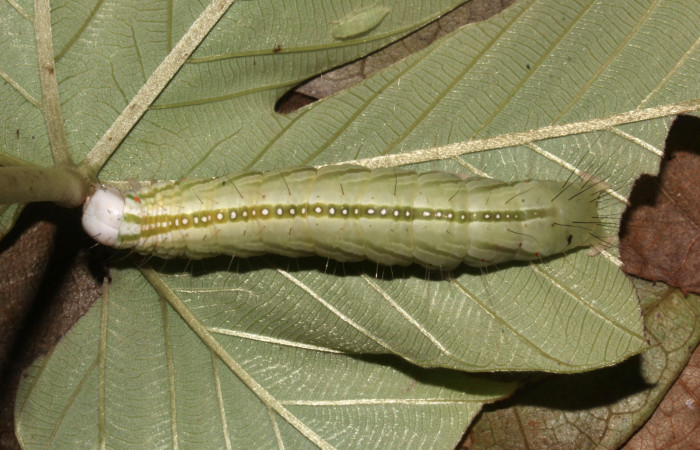 Figura 12. Larva <i>Pararcte schneideriana</i> (Erebidae). Vista dorsal, último estadío. 64 mm. Foto 28 diciembre 2021. Voucher: 20-SRNP-32636-DHJ778966.jpg.
