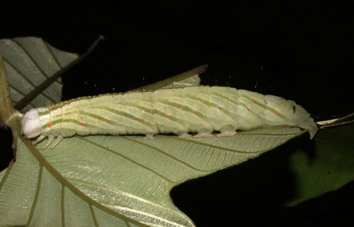 Figura 11. Larva <i>Pararcte schneideriana</i> (Erebidae). Vista lateral, último estadío. 64 mm. Foto 28 diciembre 2021. Voucher: 20-SRNP-32636-DHJ778967.jpg.