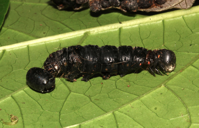 Figura 21. Larva de <i>Pararcte schneideriana</i> (Erebidae). Vista lateral 41 mm. Parasitada por Tachinidae, junto al pupario parásito, 9 mm. Foto: 02/enero/2021. Voucher: 20-SRNP-32636-DHJ779247.jpg.