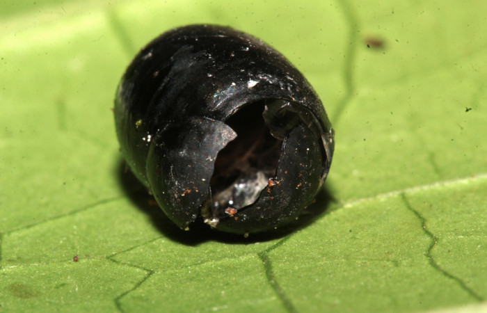 Figura 22. Pupario de Tachinidae, mostrando por donde salió la mosca. Foto: 02/enero/2021. Voucher: 20-SRNP-32636-DHJ779250.jpg.