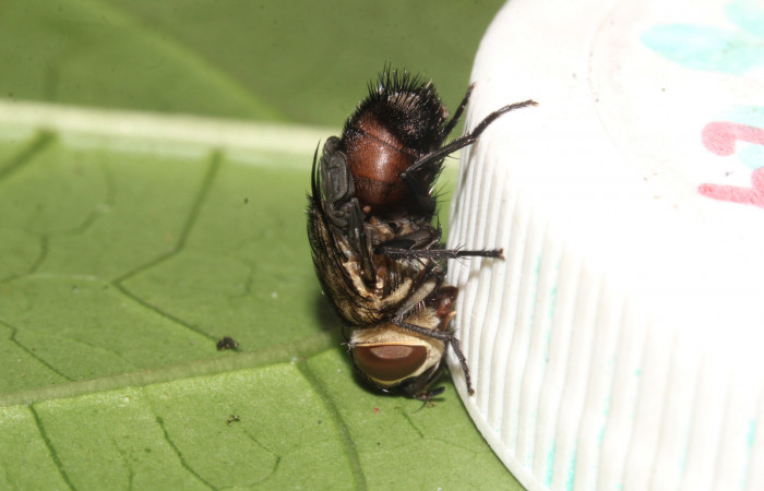 Figura 24. Adulto de Tachinidae recién acabado de nacer, mosca parásita de la larva <i>Pararcte schneideriana</i> (Erebidae). Foto: 01/febrero/2021. Voucher: 20-SRNP-32636-DHJ779253.jpg.