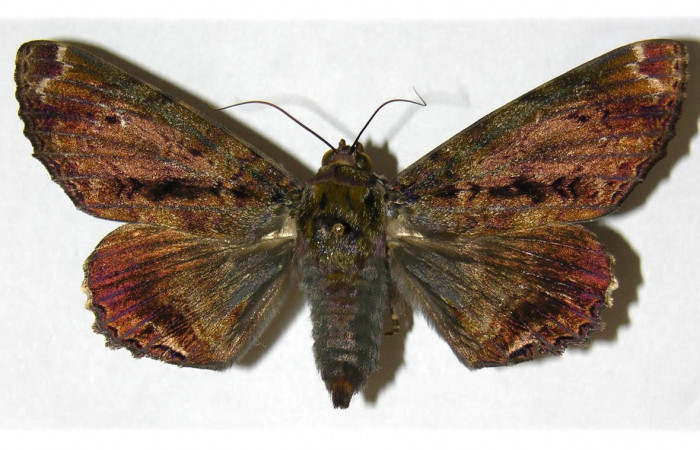 Figura 3. Adulto <i>Pararcte schneideriana</i> (Erebidae). Vista dorsal, envergadura alar de la hembra 75 mm. Voucher: 95-SRNP-9019-DHJ313606.jpg. BIN:BOLD:AAB2250.