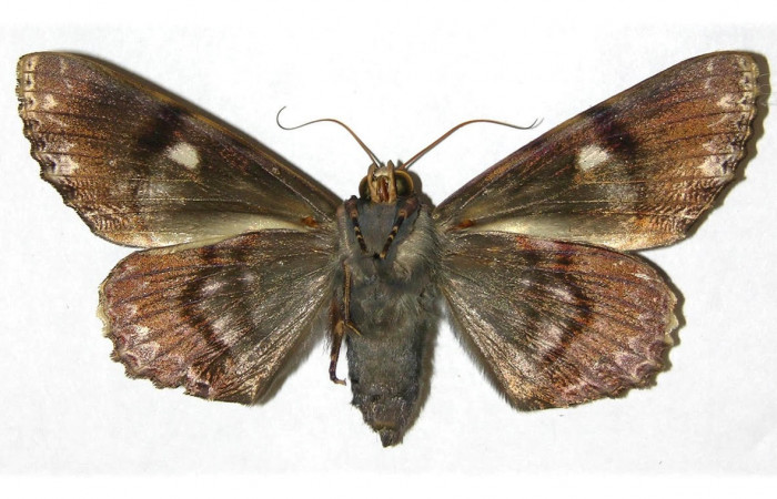 Figura 4. Adulto <i>Pararcte schneideriana</i> (Erebidae). Vista ventral, envergadura alar de la hembra 75 mm. Voucher: 95-SRNP-9019-DHJ313607.jpg. BIN:BOLD:AAB2250.