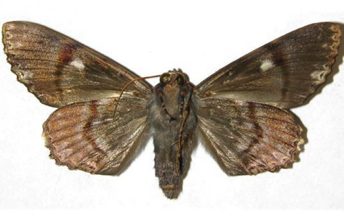 Figura 2. Adulto <i>Pararcte schneideriana</i> (Erebidae). Vista ventral, envergadura alar del macho 69 mm. Voucher: 95-SRNP-9293-DHJ313621.jpg. BIN:BOLD:AAB2250.