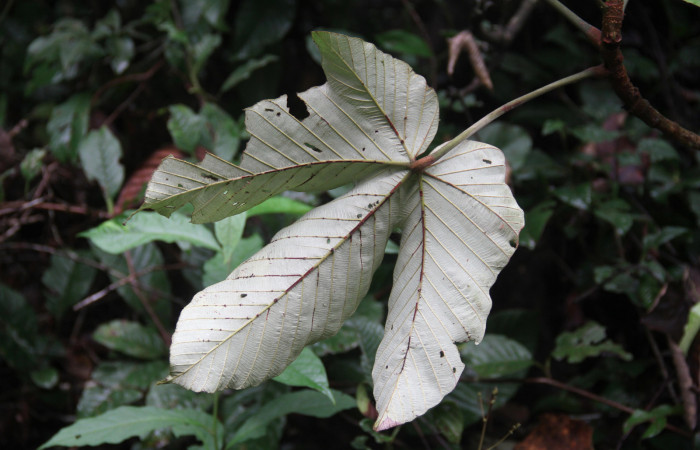 Figura 35. Planta hospedera de <i>Pararcte schneideriana</i> (Erebidae), se pueden ver las hoja comida de <i>Pourouma bicolor</i> (Urticaceae) vista por el envés. Foto: Freddy Quesada Quesada. 28 febrero 2021.