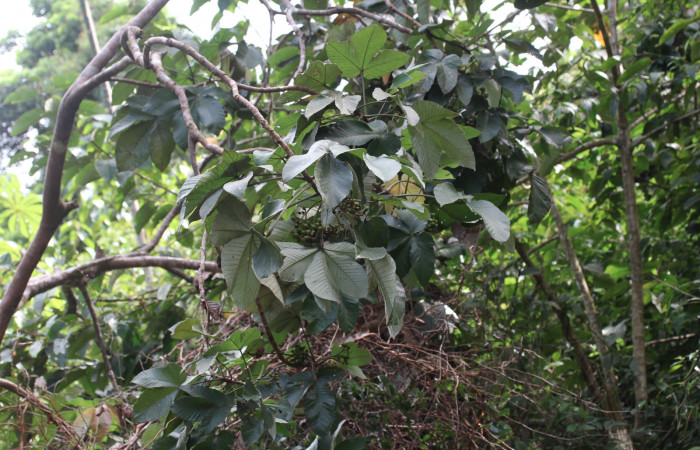 Figura 29. Planta hospedera de <i>Pararcte schneideriana</i> (Erebidae), frutos de <i>Pourouma bicolor</i> (Urticaceae). Foto: Freddy Quesada Quesada. 28 febrero 2021.