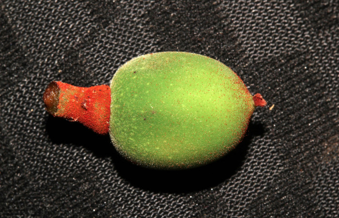 Figura 31. Planta hospedera de <i>Pararcte schneideriana</i> (Erebidae), fruto de <i>Pourouma bicolor</i> (Urticaceae). Foto: Freddy Quesada Quesada. 28 febrero 2021.