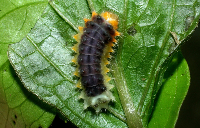 Parte dorsal de <i>Emesis ocypore</i> (Riodinidae). Último estadio. Voucher: 09-SRNP-2600-DHJ454419.jpg.