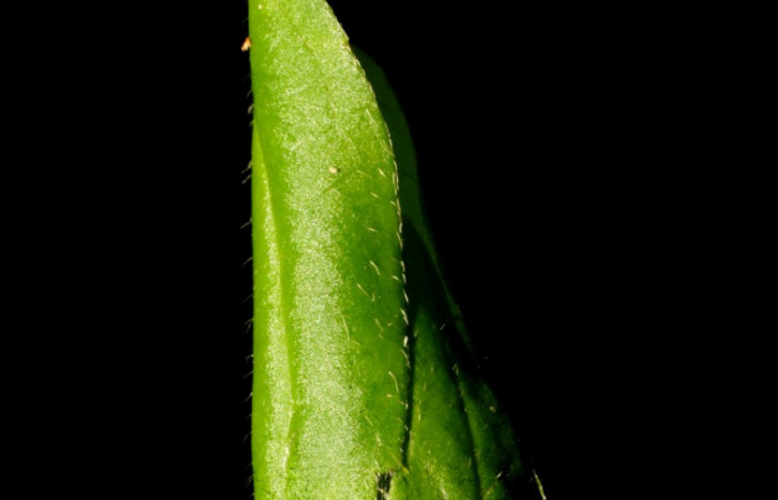 <i>Clematis haenkeana</i> (Ranunculaceae) planta hospedera de <i>Emesis ocypore</i> (Riodinidae). Voucher: 09-SRNP-32779-DHJ464457.jpg.