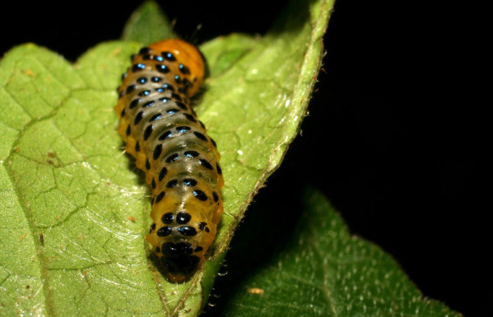 Fig.11 Parte trasera <i>Dysodia</i> oculatanaDHJ01 (Thyrididae), se colectó 22 enero 2007, Sector Pitilla, Pasmompa, 400mts. (07-SRNP-30692-DHJ418715.jpg).