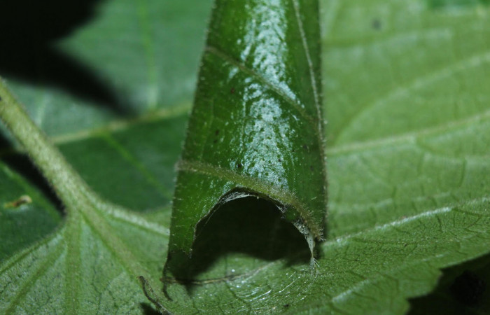 Fig.13 observamos casita de <i>Dysodia</i> oculatanaDHJ01 (Thyrididae), en forma de puro, se colectó 17 septiembre 2014, Sector Pitilla, Medrano, 380mts.(14-SRNP-71684-DHJ723979.jpg).