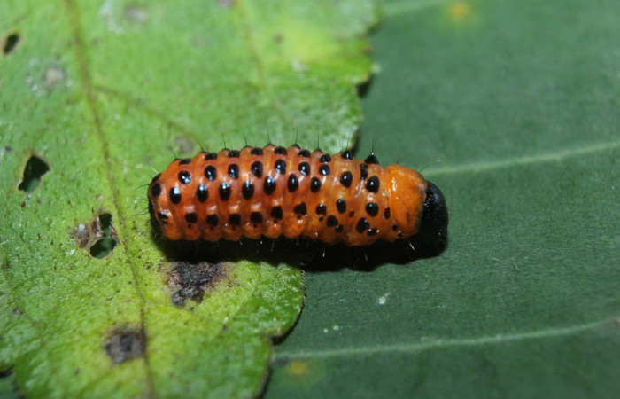 Fig.14 observamo Prepupa de <i>Dysodia</i> oculatanaDHJ01 (Thyrididae), se colectó 17 septiembre 2014, Sector Pitilla, Medrano, 380mts. (14-SRNP-71684-DHJ723987.jpg).