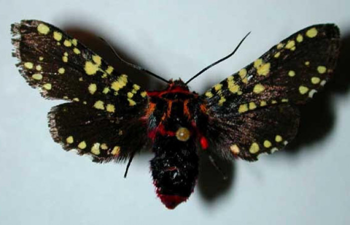 Fig.1 Vista dorsal, <i>Gippius sumptuosus</i> (Thyrididae), eclosionó 08 agosto 1996, Sector Santa Rosa, Sendero Natural, 290mts. (96-SRNP-3248-DHJ35076.jpg).