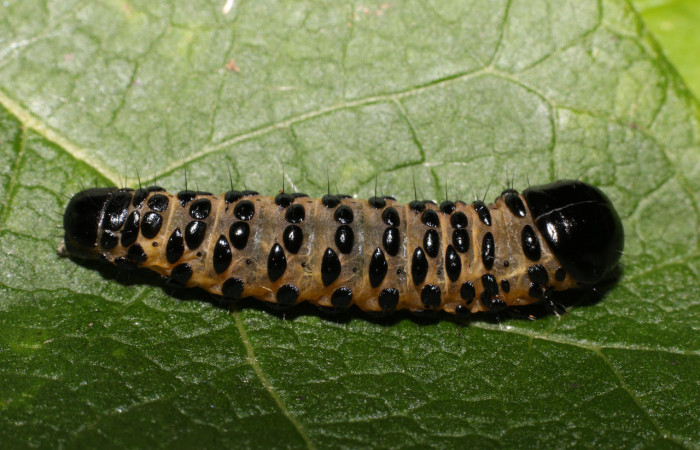 Fig.5 Vista dorsal, <i>Gippius sumptuosus</i> (Thyrididae), se colectó 20 junio 2018, Sector Mundo Nuevo, Sendero Adilia, 350mts. (18-SRNP-55501-DHJ492738.jpg).