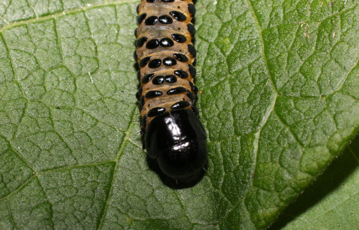 Fig.7  Parte frontal, <i>Gippius sumptuosus</i> (Thyrididae), se colectó 20 junio 2018, Sector Mundo Nuevo, Sendero Adilia, 350mts. (18-SRNP-55501-DHJ492737.jpg).