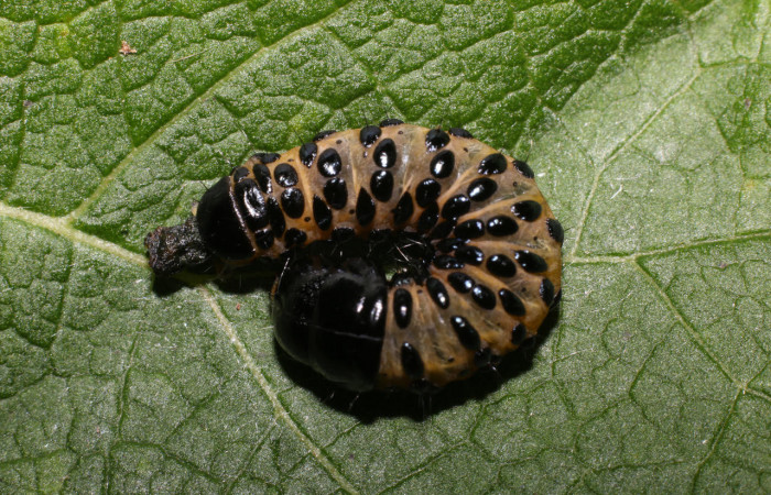 Fig.8 Parte dorsal, <i>Gippius sumptuosus</i> (Thyrididae), se colectó 20 junio 2018, Sector Mundo Nuevo, Sendero Adilia, 350mts. (18-SRNP-55501-DHJ492739.jpg).