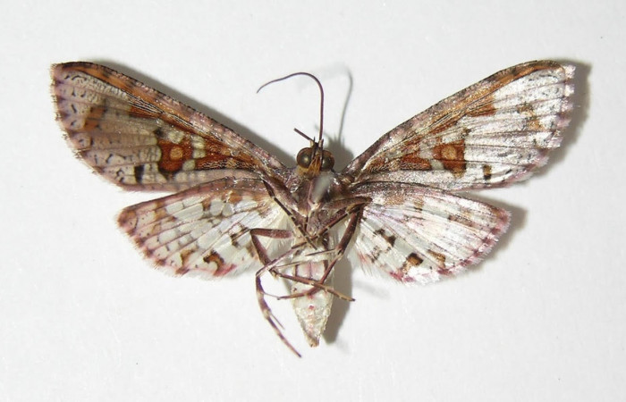 Fig.4 Vista ventral de macho, <i>Collinsa</i> ferreicepsDHJ01 (Thyrididae), eclosionó 16 enero 2005, Sector Pitilla, Sendero Mismo, 680mts.(04-SRNP-56736-DHJ337587.jpg).