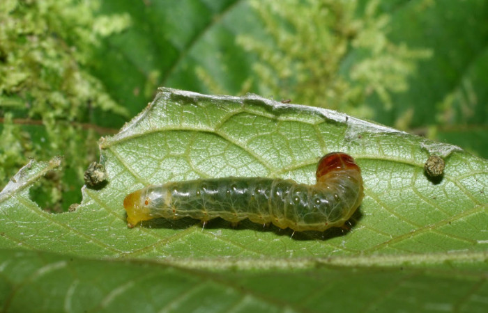 Fig.6 Vista lateral, <i>Collinsa</i> ferreicepsDHJ01 (Thyrididae), se colectó 26 agosto 2008, Sector Pitilla, Sendero Naciente, 700mts. (08-SRNP-32111-DHJ445709.jpg).