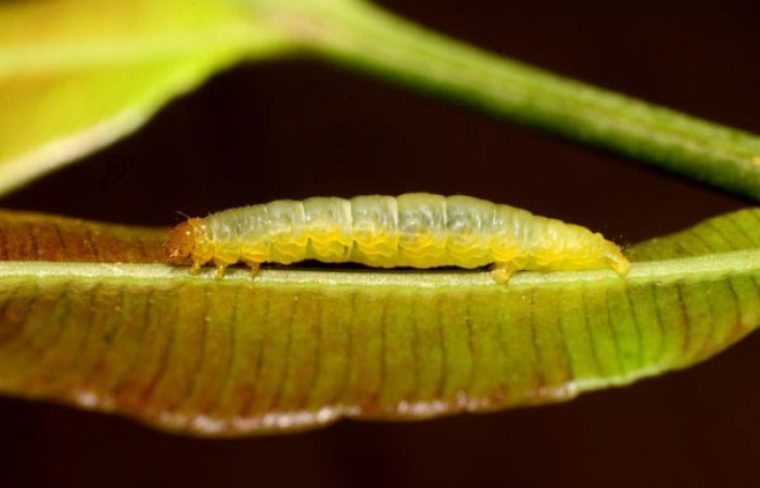 Fig.6 Larva <i>Psaliodes</i> Janzen05  Comparación morfológica entre especies.  Voucher: 11-SRNP-30115-DHJ481412.jpg