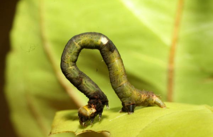 Fig.3 Larva <i>Psaliodes</i> Janzen30 mostrando propatas y  forma de desplazarse. Voucher:11-SRNP-30039-DHJ481238.jpg