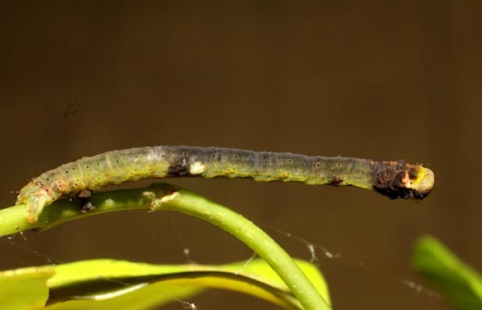 Fig.4  Larva <i>Psaliodes</i> Janzen30 mostrando forma de camuflaje, parece una ramita semi-seca. Voucher: 11-SRNP-30039-DHJ481227.jpg