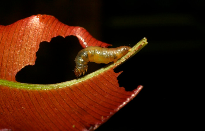Fig.7 Larva <i>Psaliodes</i> Janzen05  Comparación de especies representando comportamiento alimenticio.  Voucher: 09-SRNP-30714-DHJ458266.jpg