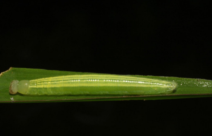 Fig.10 Larva <i>Panoquina lucas</i>, mostrando la parte lateral entero en hoja de <i>Brachiaria arrecta</i>, familia (Poaceae). Voucher: 05-SRNP-33202-DHJ405432.jpg.