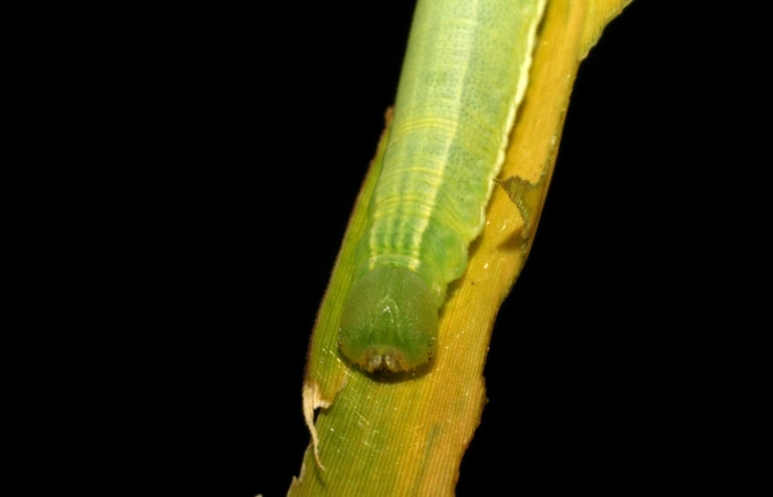Fig.11 Larva <i>Panoquina lucas</i>, mostrando la parte cabeza en hoja de <i>Brachiaria arrecta</i>, familia (Poaceae). Voucher: 05-SRNP-33322-DHJ405765.jpg.