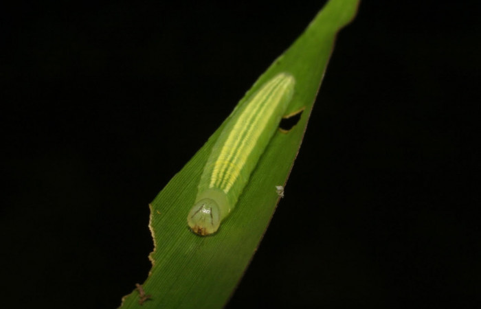 Fig.13 Larva <i>Panoquina lucas</i>, mostrando la parte frente en hoja de <i>Brachiaria arrecta</i>, familia (Poaceae). Voucher: 05-SRNP-33202-DHJ405433.jpg.