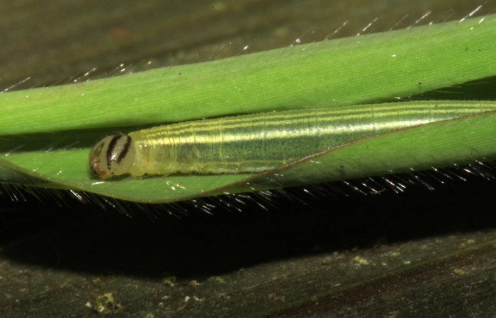 Fig.16 Larva <i>Panoquina lucas</i>, mostrando la parte lateral thorax en hoja de <i>Ischaemum timorense</i>, familia (Poaceae). Voucher: 15-SRNP-31266-DHJ728188.jpg.