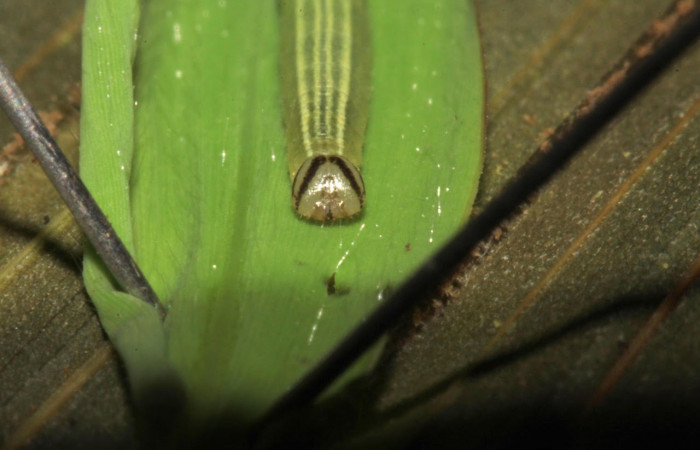 Fig.17 Larva <i>Panoquina lucas</i>, mostrando la parte cabeza en hoja de <i>Ischaemum timorense</i>, familia (Poaceae). Voucher: 15-SRNP-31266-DHJ728193.jpg.