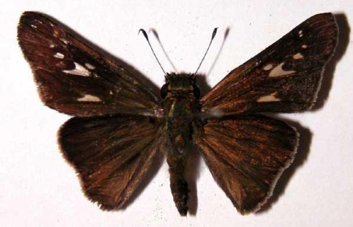 Fig.3 Adulto <i>Panoquina lucas</i>, mostrando la parte dorsal.Voucher: 04-SRNP-30326-DHJ39700