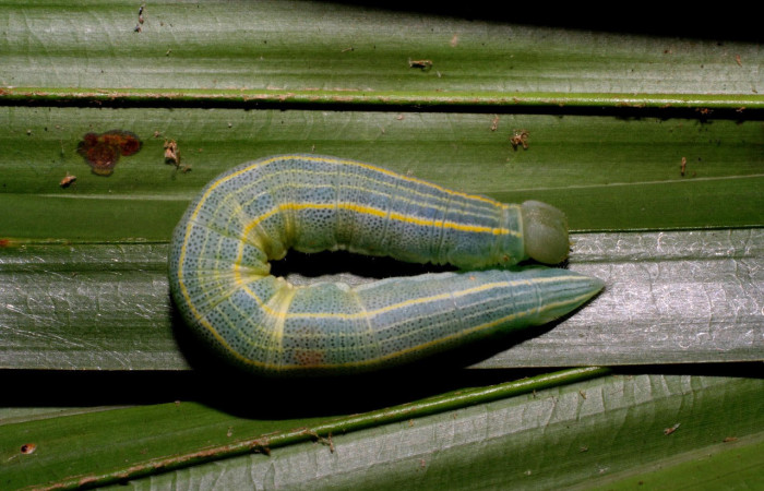Fig.5 Larva <i>Panoquina fusina</i>, mostrando la parte dorsal.Voucher: 07-SRNP-65865-DHJ431374.jpg.