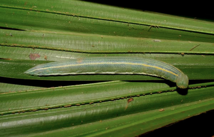 Fig.6 Larva <i>Panoquina fusina</i>, mostrando la parte lateral entero.Voucher: 07-SRNP-65865-DHJ431376.jpg.