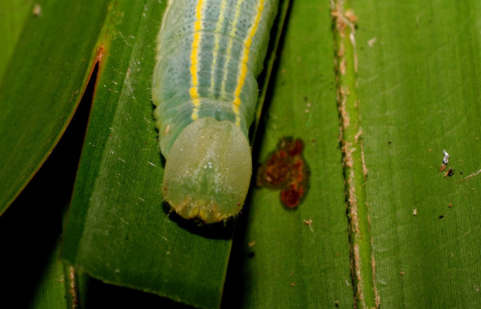 Fig.7 Larva <i>Panoquina fusina</i>, mostrando la parte cabeza.Voucher: 07-SRNP-65865-DHJ431368.jpg.