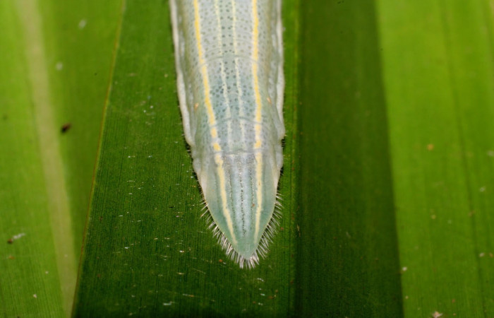 Fig.8 Larva <i>Panoquina fusina</i>, mostrando la parte trasera.Voucher: 07-SRNP-65865-DHJ431370.jpg.