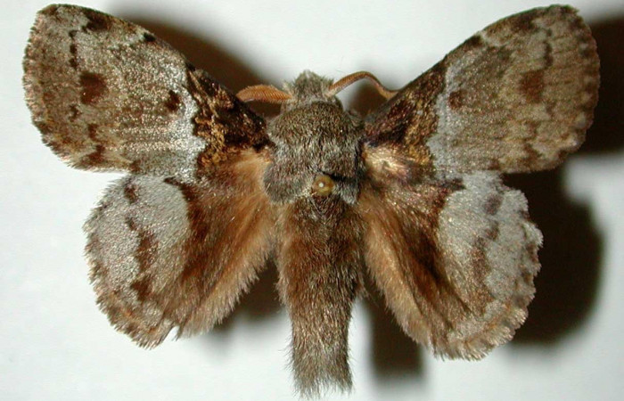 Figura 12. Adulto <i>Euglyphis deusta</i> (Lasiocampidae), macho posición dorsal. 00- SRNP-1585-DHJ33218.