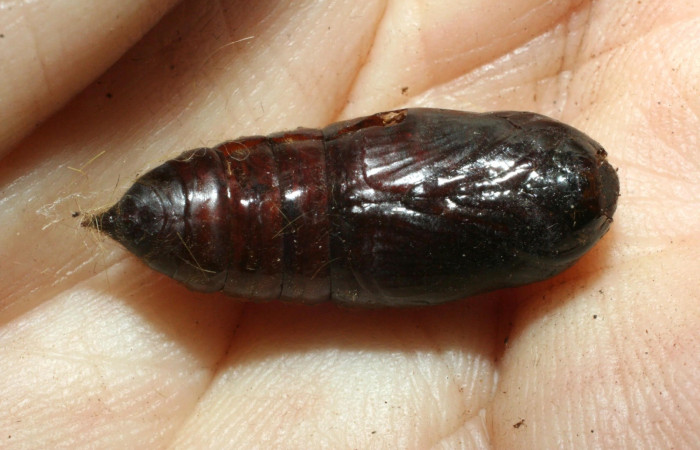Figura 11. Pupa <i>Euglyphis deusta</i> (Lasiocampidae), 08-SRNP-36902-DHJ462517.jpg.
