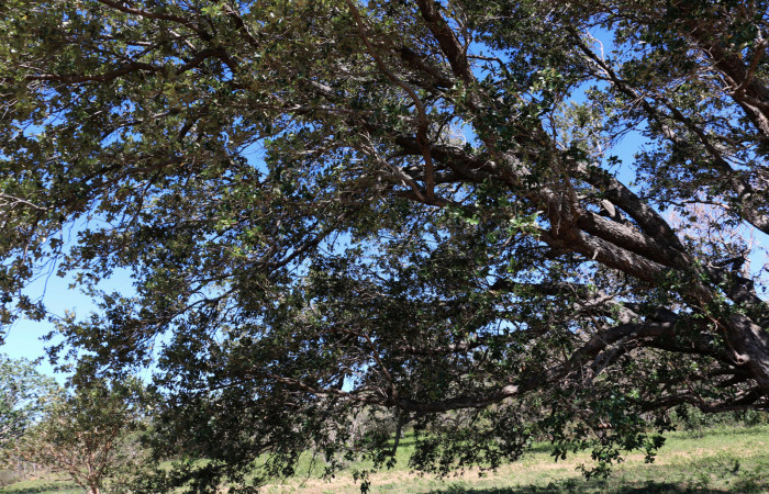 ig.10 Planta <i>Quercus oleoidesii</i> (Fagaceae),
 hospedera de la larva <i>Othorene bernardoespinozai</i>, Saturniidae), Sector Pailas, Foto Elieth Cantillano 8 Marzo 2021.
